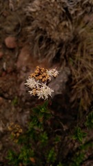 Oxylobus arbutifolius