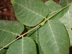 Stictocephala militaris