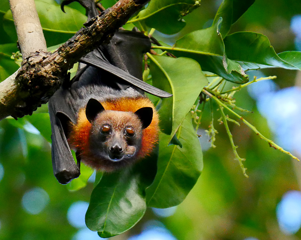 Variable Flying Fox