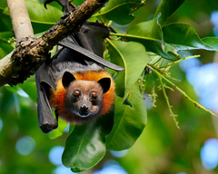 Pteropus hypomelanus