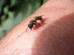 Andrena