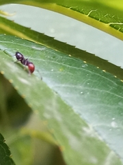 Crematogaster scutellaris