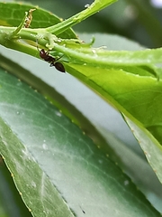 Crematogaster scutellaris