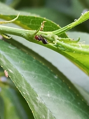 Crematogaster scutellaris