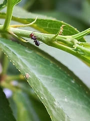 Crematogaster scutellaris