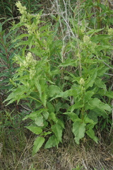 Koenigia alaskana