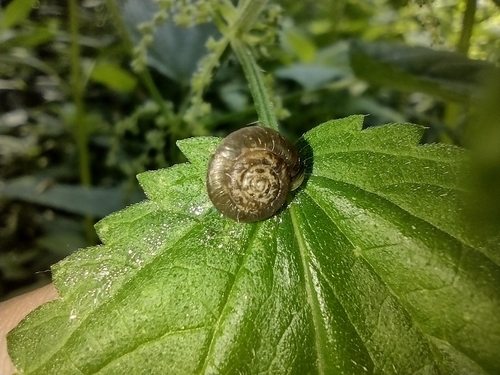 Obični dlakavac (Trochulus hispidus)
