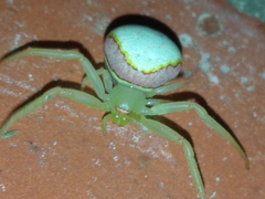 Misumenops callinurus