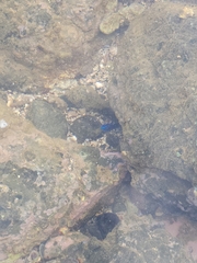 Stegastes acapulcoensis