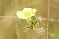 Pentalinoninae