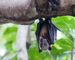 Pteropus hypomelanus