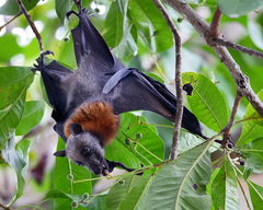 Pteropus hypomelanus