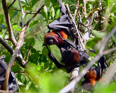 Pteropus hypomelanus