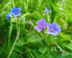 Geranium igoschinae