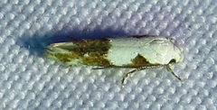 Mompha circumscriptella