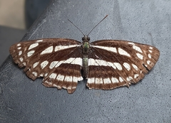Neptis clinia