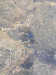 Stegastes acapulcoensis