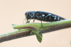 Agrilus guerini