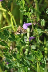 Pyrausta aerealis