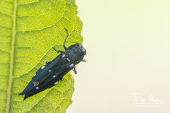 Agrilus guerini