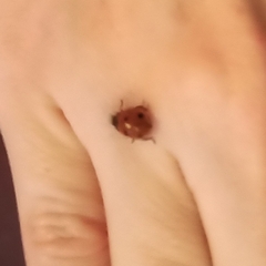 Coccinella septempunctata