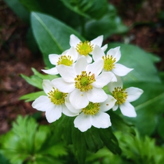 Anemonastrum biarmiense