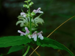 Stachys latidens