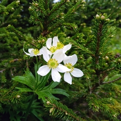 Anemonastrum biarmiense