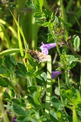 Pyrausta aerealis