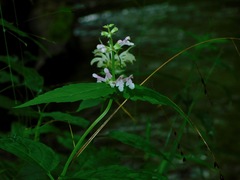 Stachys latidens