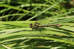 Ophiogomphus susbehcha