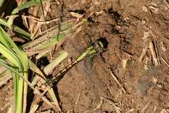 Ophiogomphus susbehcha