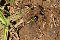 Ophiogomphus susbehcha