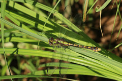 Ophiogomphus susbehcha