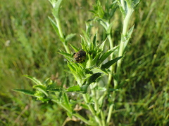 Larinus pollinis