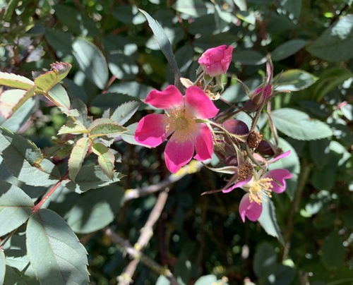 Rosa glauca