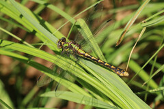 Ophiogomphus susbehcha