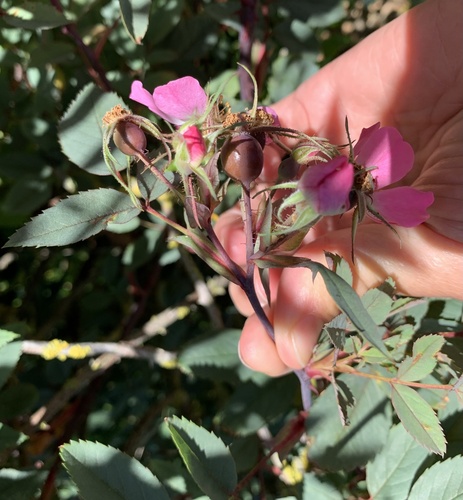 Rosa glauca