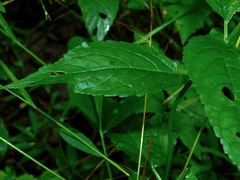 Stachys latidens