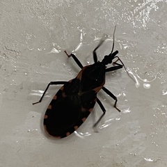 Triatoma sanguisuga