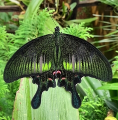 Papilio bianor