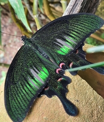 Papilio bianor