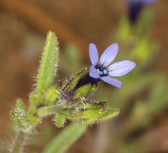 Allophyllum gilioides violaceum