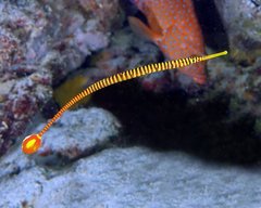 Dunckerocampus pessuliferus