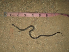 Diadophis punctatus modestus