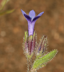 Allophyllum gilioides violaceum