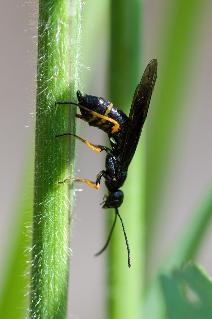 Cephus fumipennis