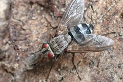 Microphthalma disjuncta