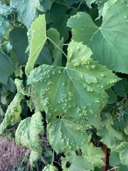 Colomerus vitis