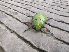 Chrysina macropus